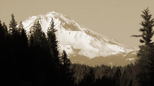 Shasta