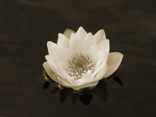 Water lily